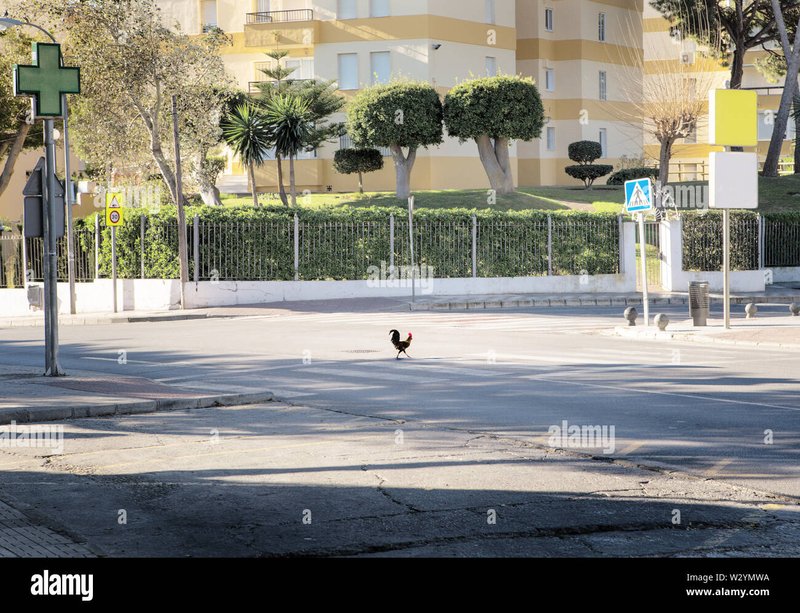 Chicken road oficial, chicken road game