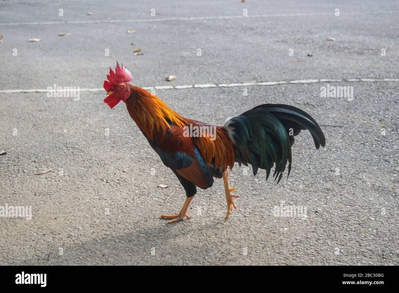 Descubre el mundo emocionante de Jugador Chicken Road en España - overview